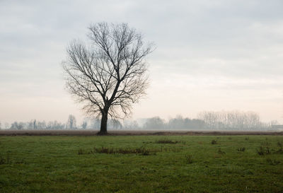 Bare tree on field against sky