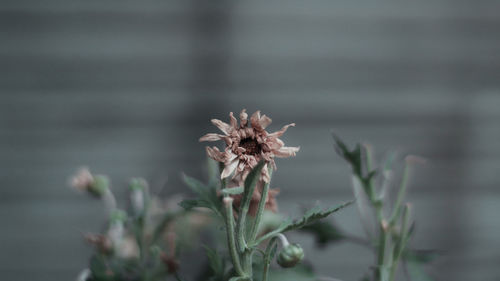 Close-up of wilted flower