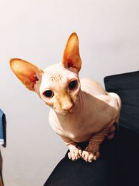 Close-up portrait of a dog against white background