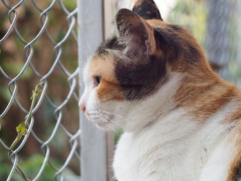 Close-up of a cat looking away