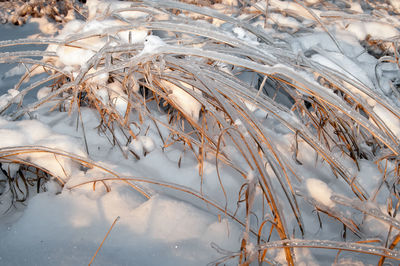 Close-up of frozen plants