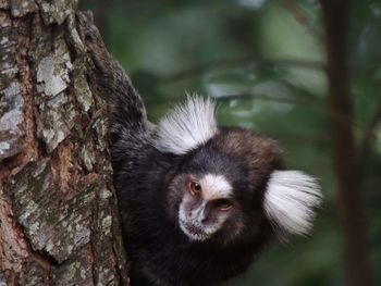 Close-up of monkey on tree