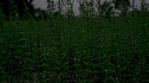 Plants growing on field in forest