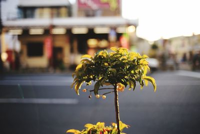 Close-up of yellow flowering plant on road in city