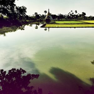 Reflection of trees in water