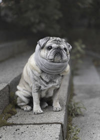 Portrait of an elderly pug on the stairs in autumn