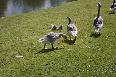 Greylag geese on grassy field