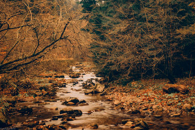 Scenic view of river in forest during autumn