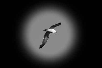 Low angle view of seagull flying