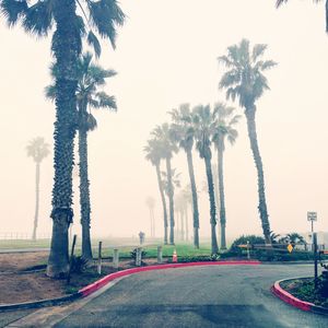 Road by palm trees against clear sky