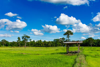 Scenic view of agricultural field against sky