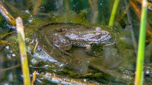 High angle view of frog swimming in lake