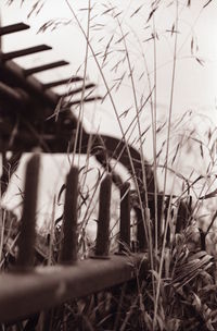 Close-up of plants on field