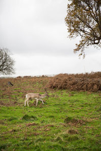 Horse standing on field against sky