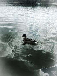 High angle view of duck swimming in lake