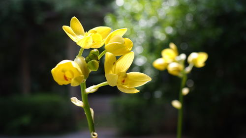 Close-up of yellow flowering plant