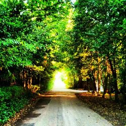 Road passing through forest