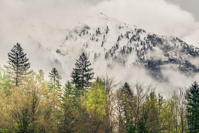 Low angle view of pine trees against sky