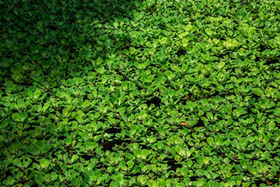Full frame shot of leaves floating on plant