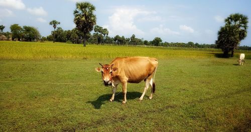 Cow with green gordon in tamilnadu india.