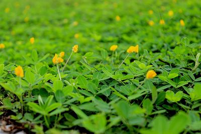 Close-up of yellow flowering plant leaves on field