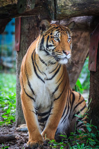 Tiger in zoo