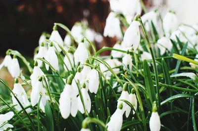 Close-up of white flowers blooming outdoors