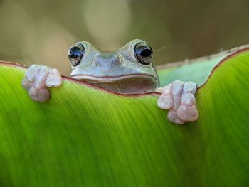 Close-up of frog on leaves