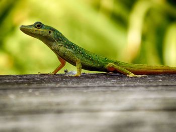 Close-up of lizard on wood