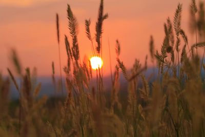 Close-up of stalks in field against orange sky