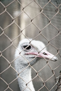 Ostrich seen through chainlink fence