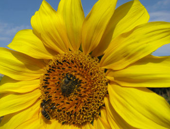 Close-up of sunflower