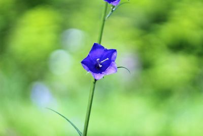 Close-up of purple flowering plant