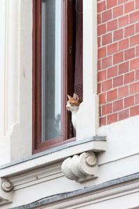 Cat sitting on window sill