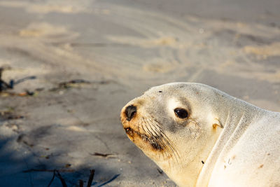 Close-up of sea lion