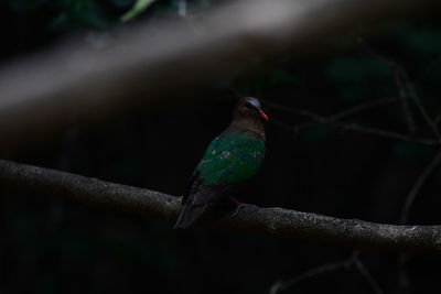 bird