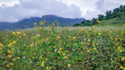 Scenic view of flowering plants on field against sky