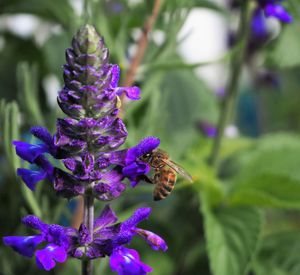 Close-up of butterfly on purple flower