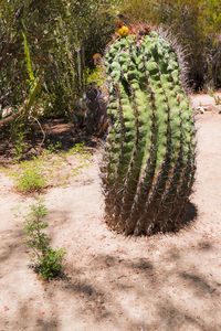 Cactus plants growing on field