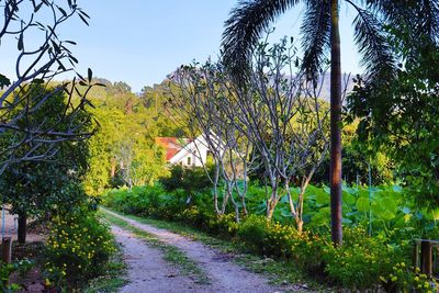 Road amidst trees against sky