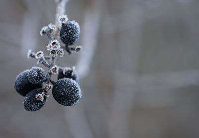 Morning ice crystals forming on plants,, leaves, barley for texture winter layers and backgrounds