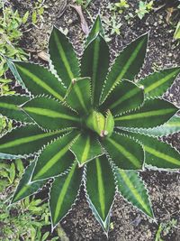 High angle view of succulent plant