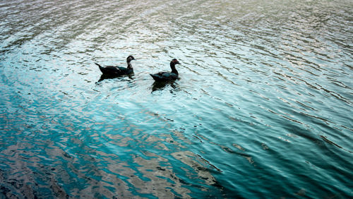 High angle view of ducks swimming in lake