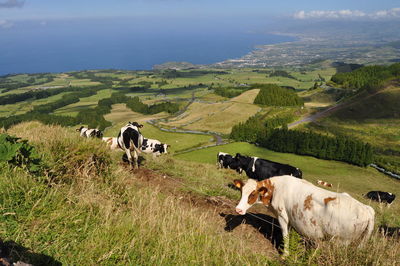 Cows grazing on grassy field