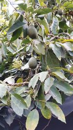 Low angle view of fruits growing on tree