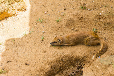 High angle view of sleeping resting on land