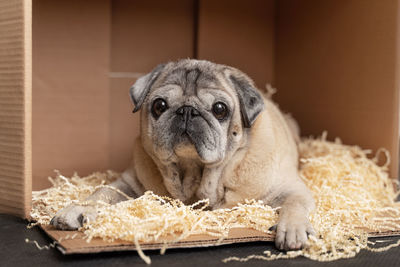 The pug dog is lying in a box with pressed paper