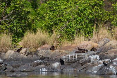 View of an animal on rock