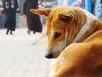 Close-up of a dog