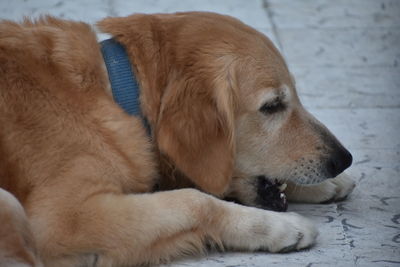 Close-up of dog